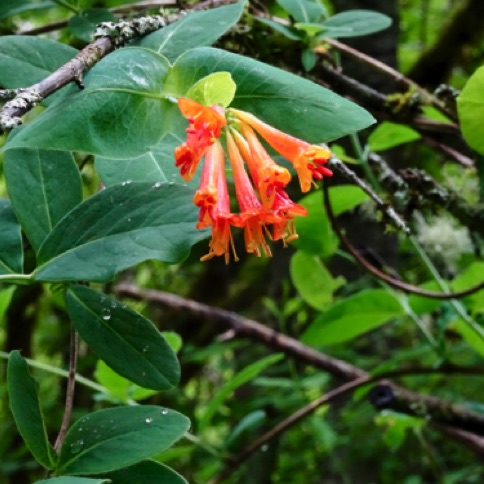 Another flower along way to the falls